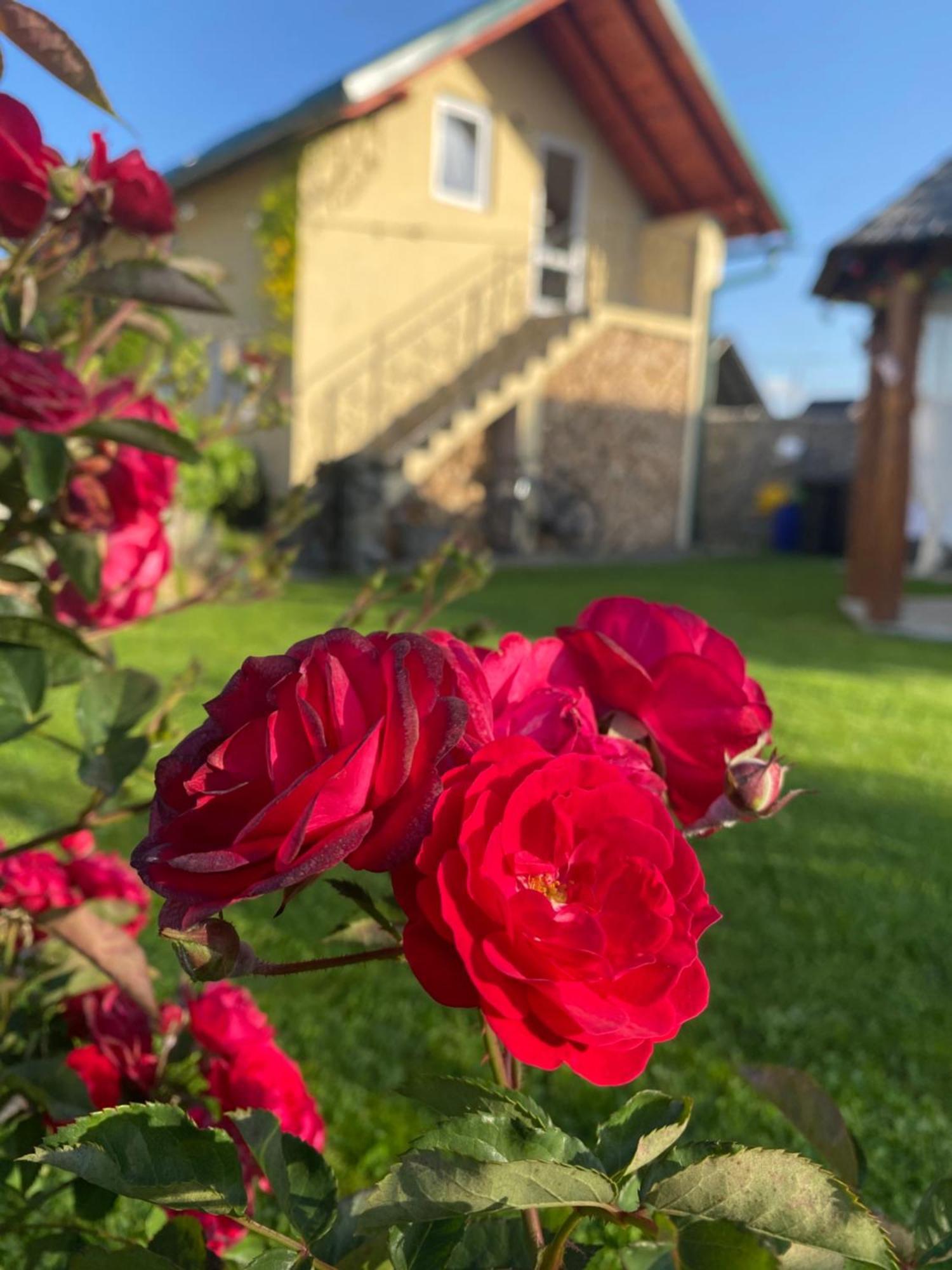 Casa Moldovan Ocna Şugatag Dış mekan fotoğraf